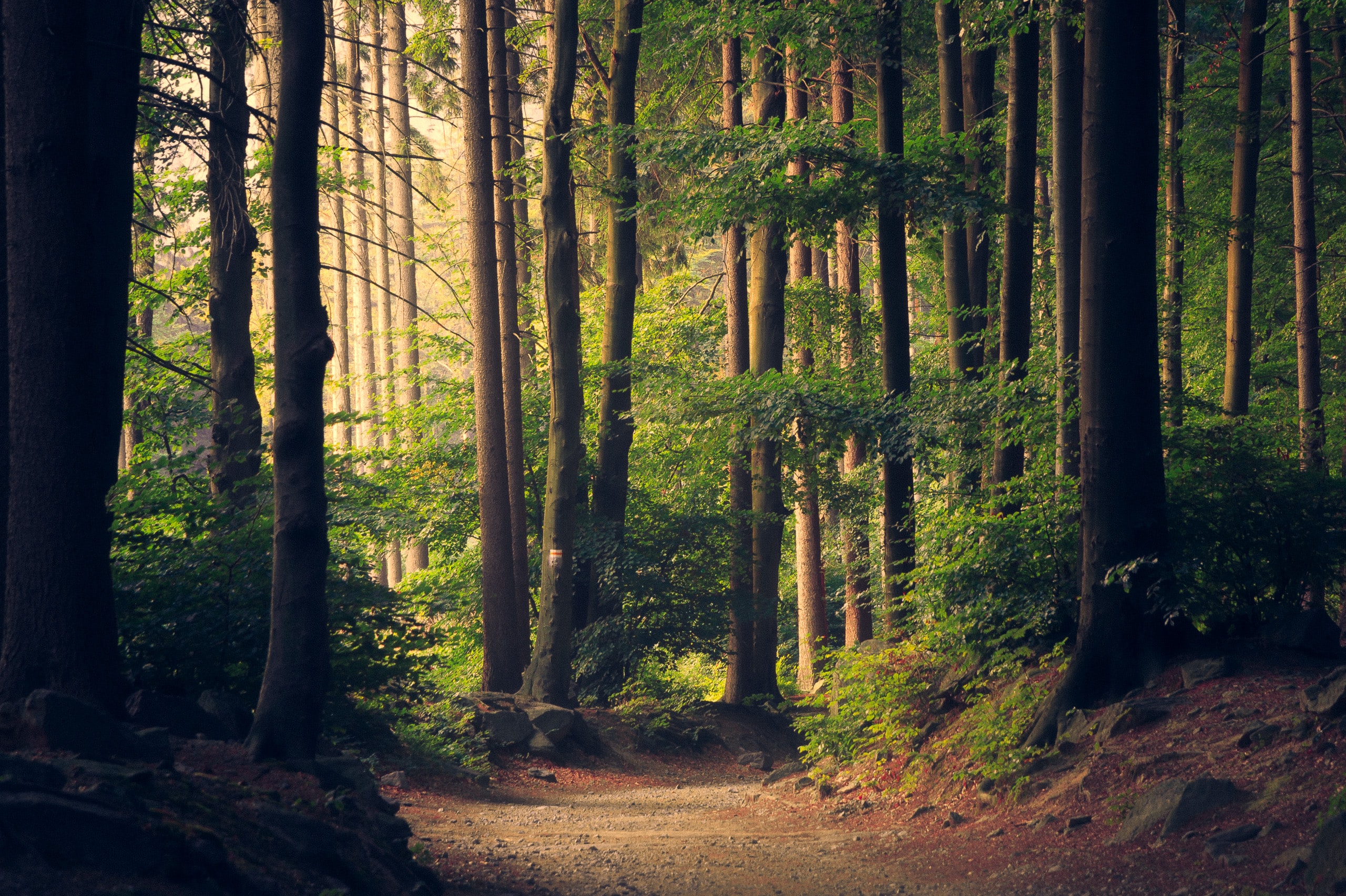 A beautiful woodland path