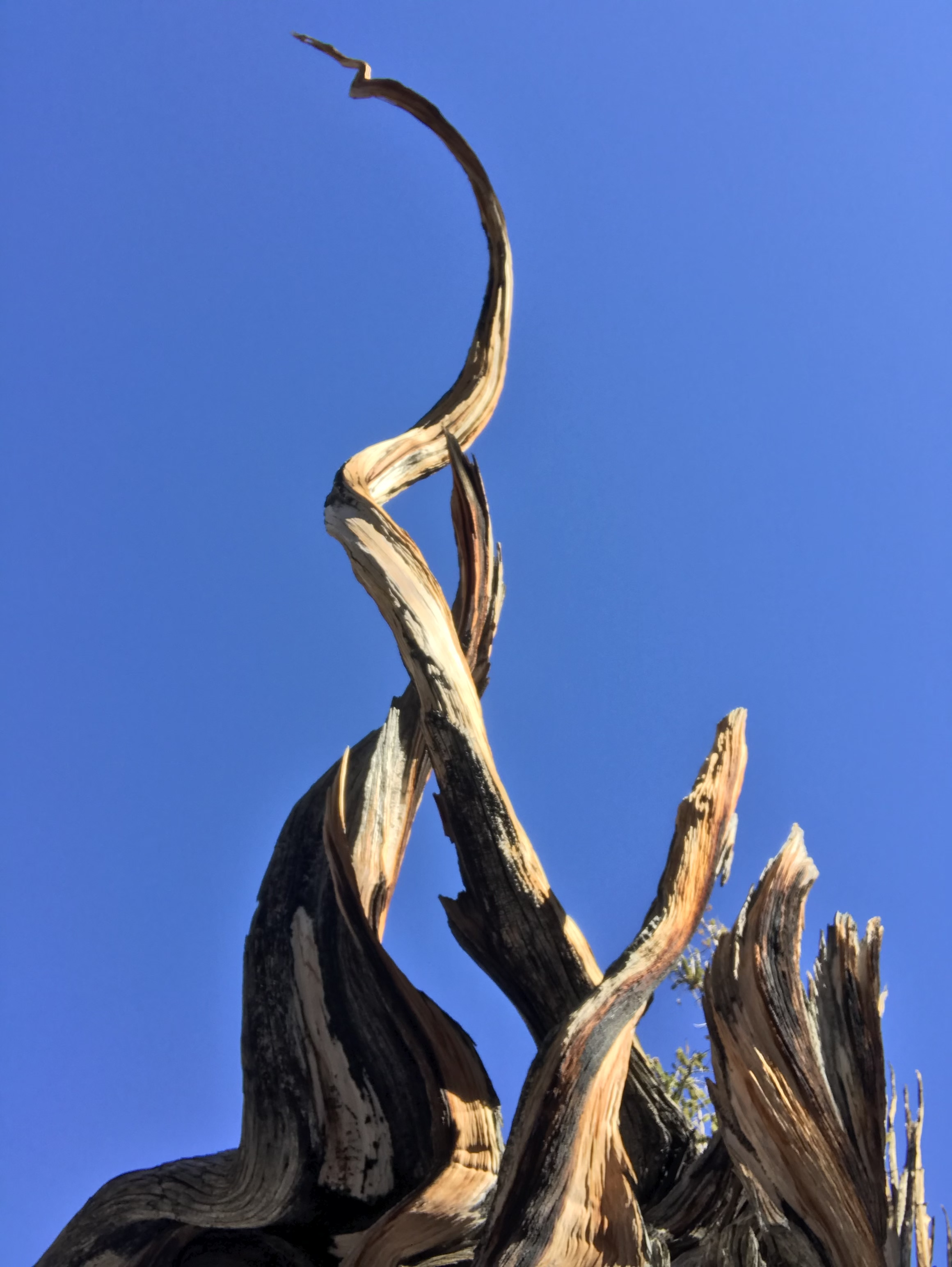 A twisted bristlecone-pine branch against a blue sky