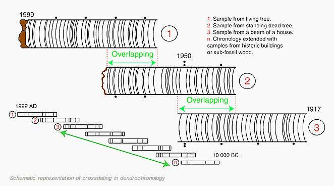 Diagram explaining how tree rings from different trees match up to create a timeline