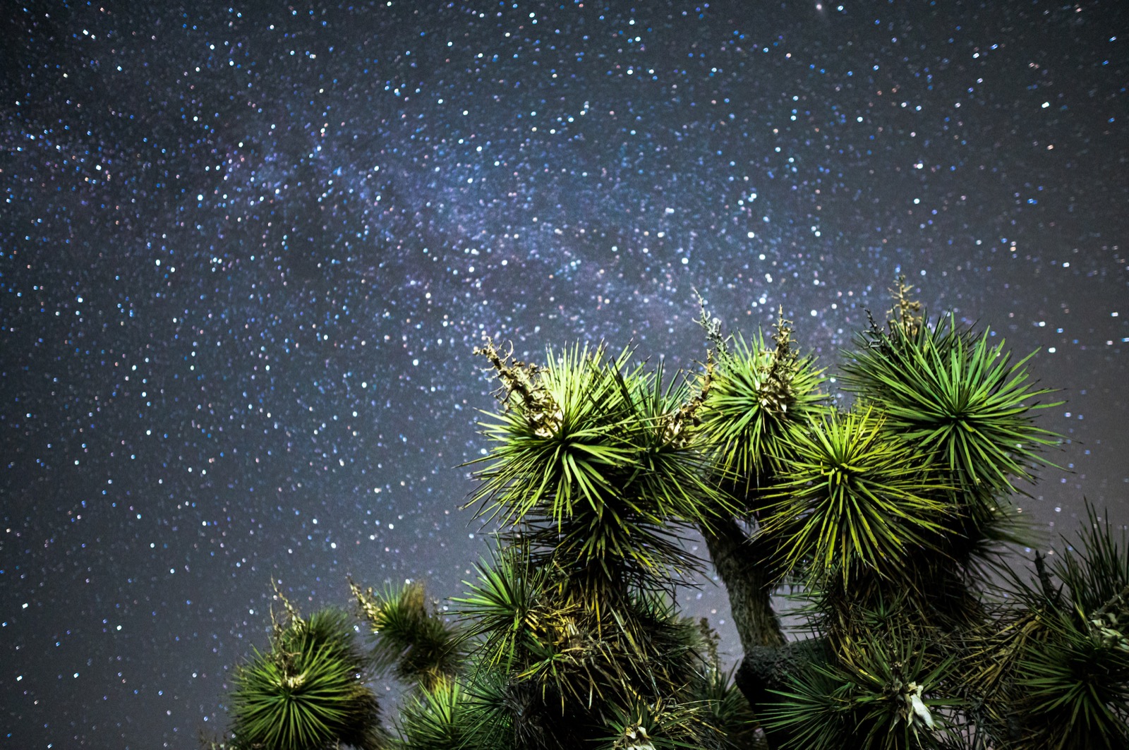 Joshua Tree at night