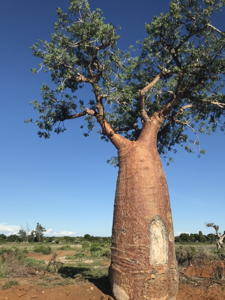 a unknown species of baobab