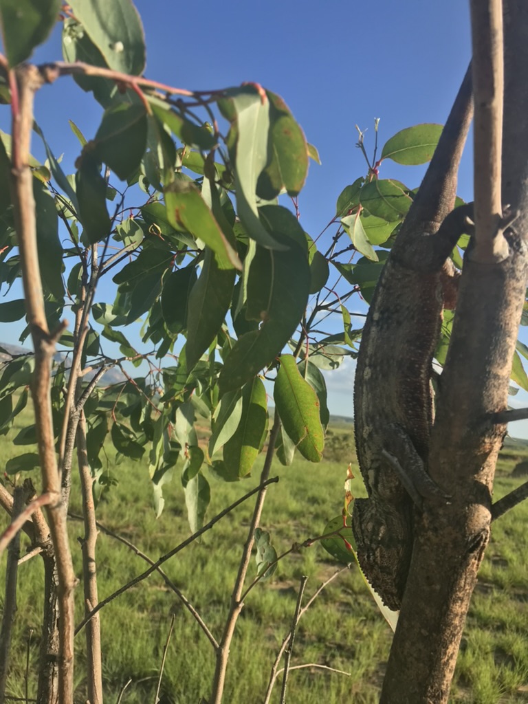 a chameleon on the trunk of a small tree