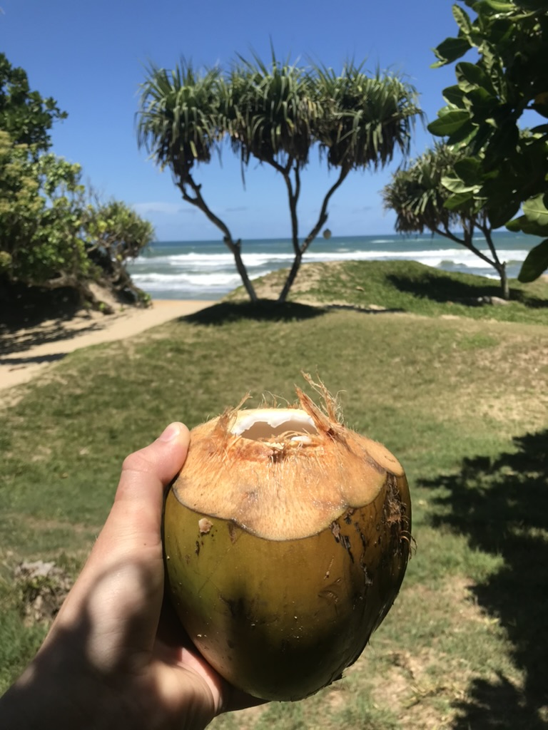 a freshly opened coconut in front of the beach