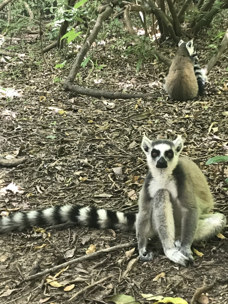 two ring-tailed lemurs