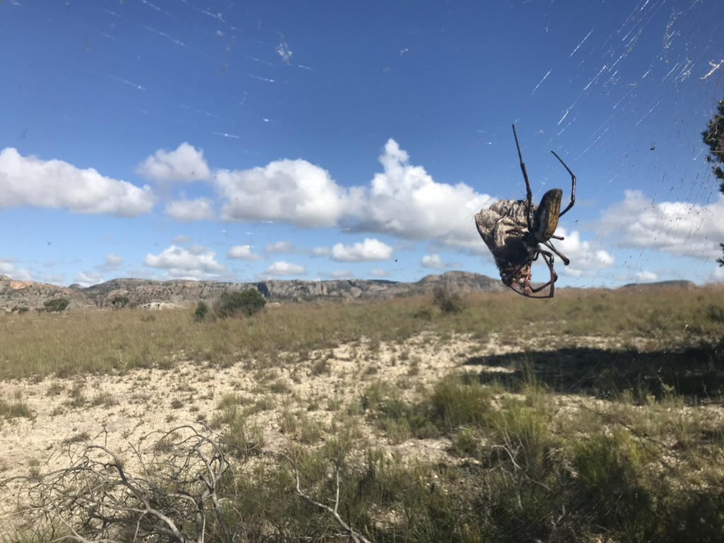 a large spider ready to consume a recently trapped moth