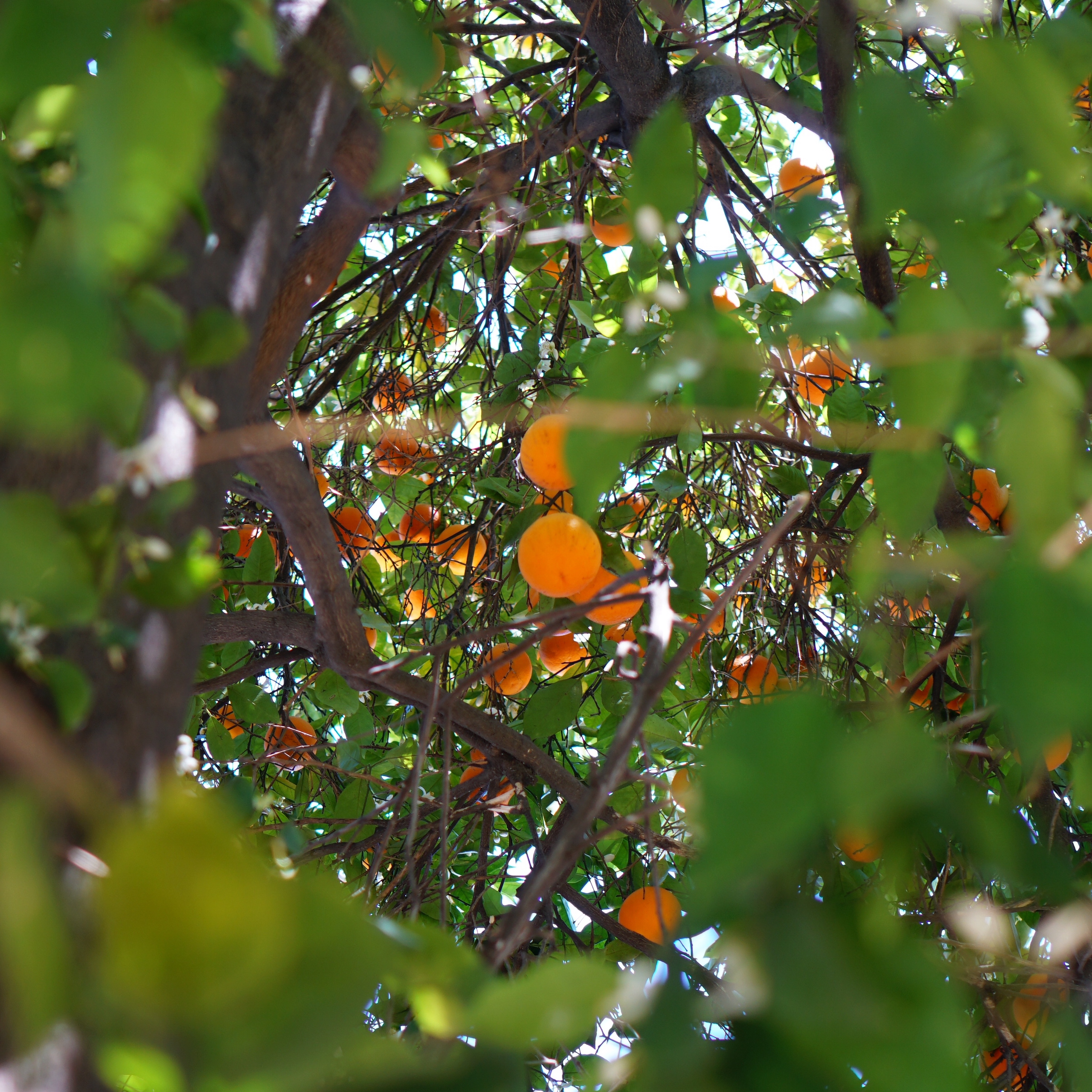 A view of the inside of the orange tree