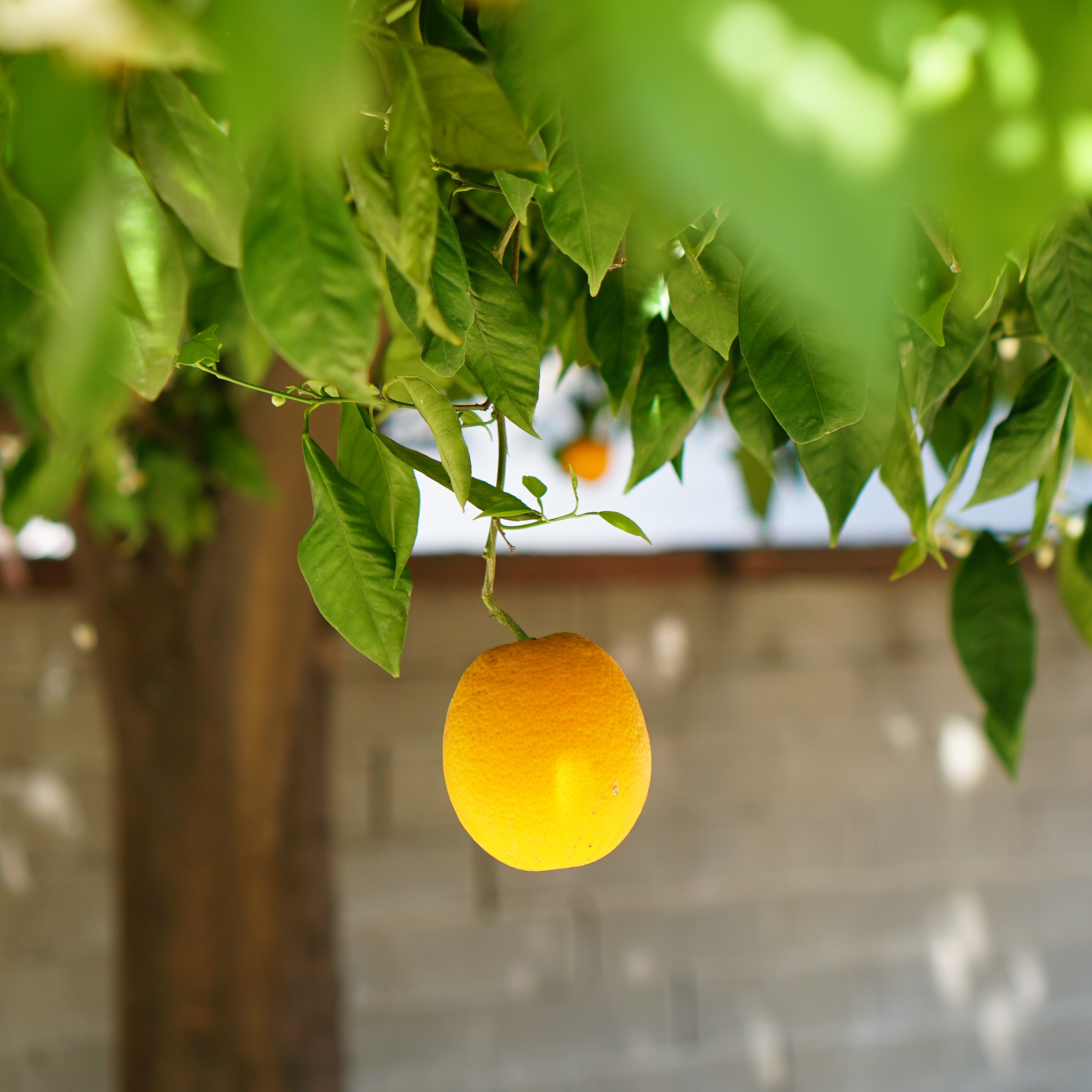 A single orange dangling from its stem