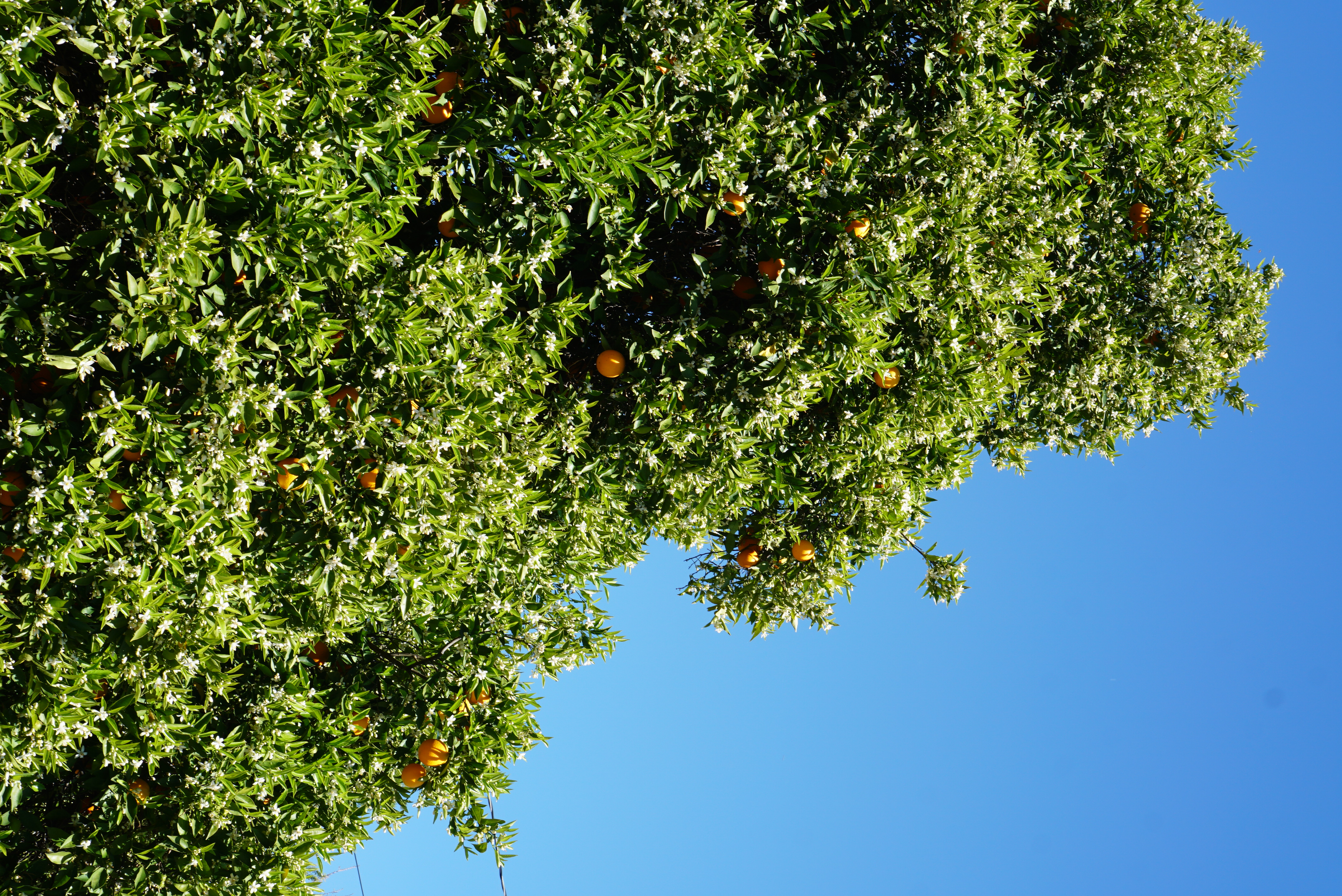 A view of the top of the orange tree and the blue sky