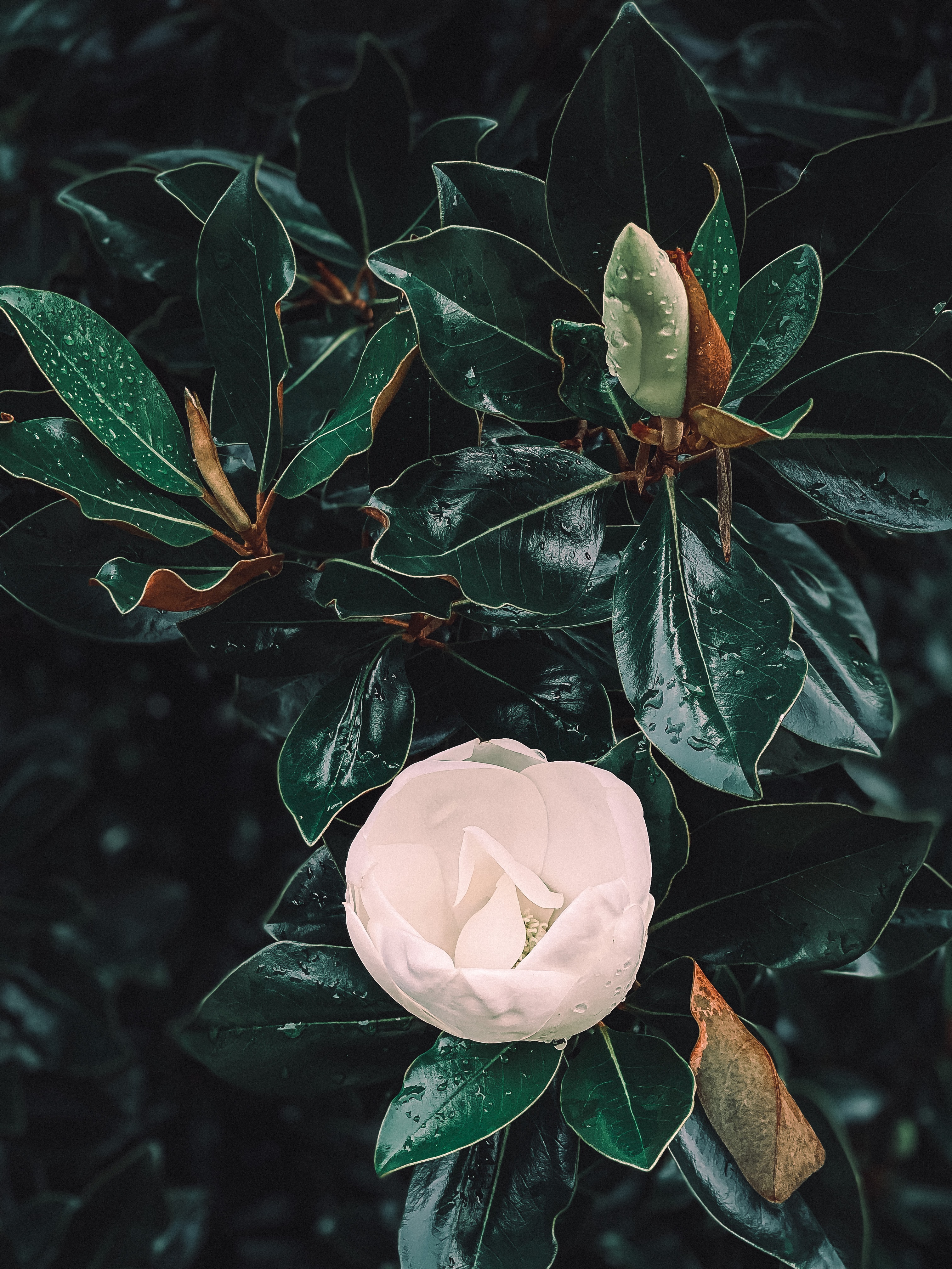 White flower of Southern Maganolia